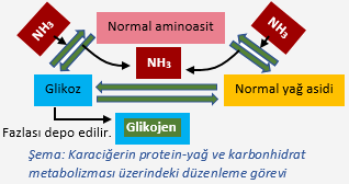 Karaciğerin protein-yağ ve karbonhidrat metabolizması üzerindeki düzenleme görevi
